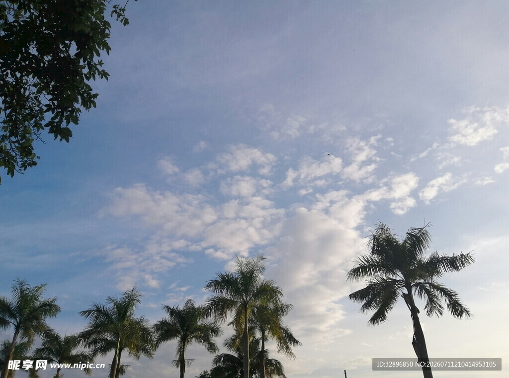 蓝天椰树美景