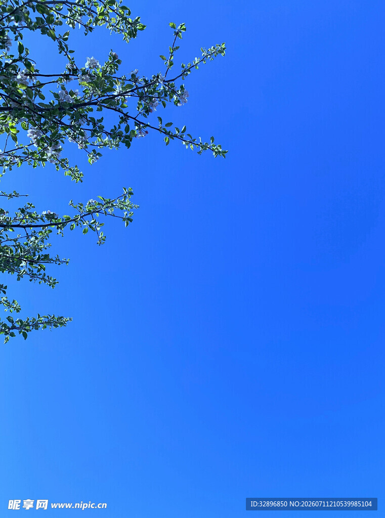 蓝天树枝风景图