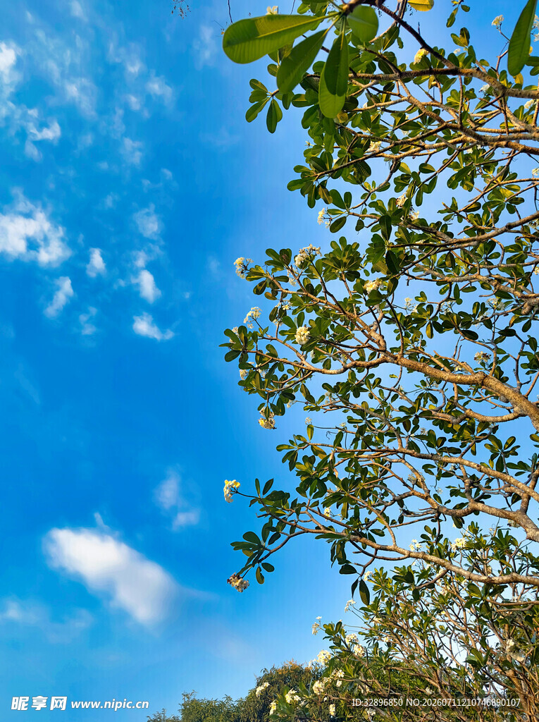 蓝天绿树间的清新景致