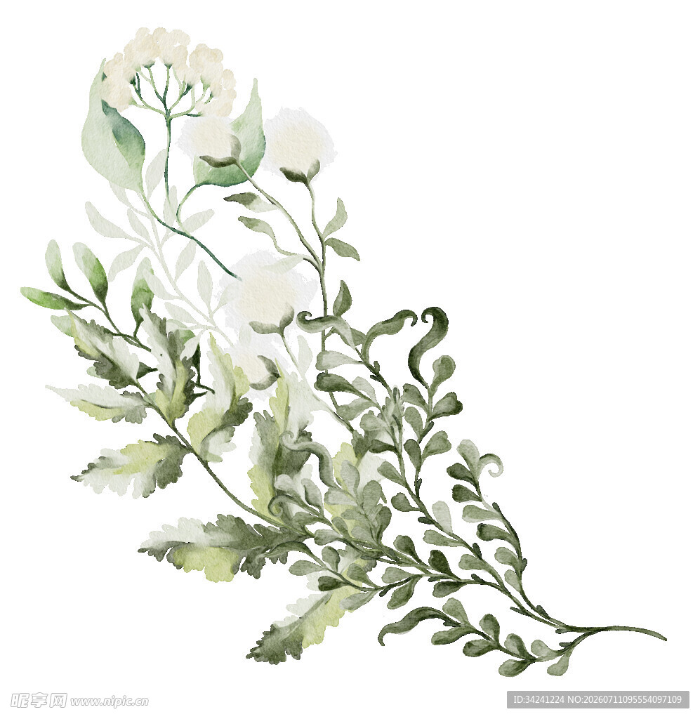 水彩绘白色花卉枝叶