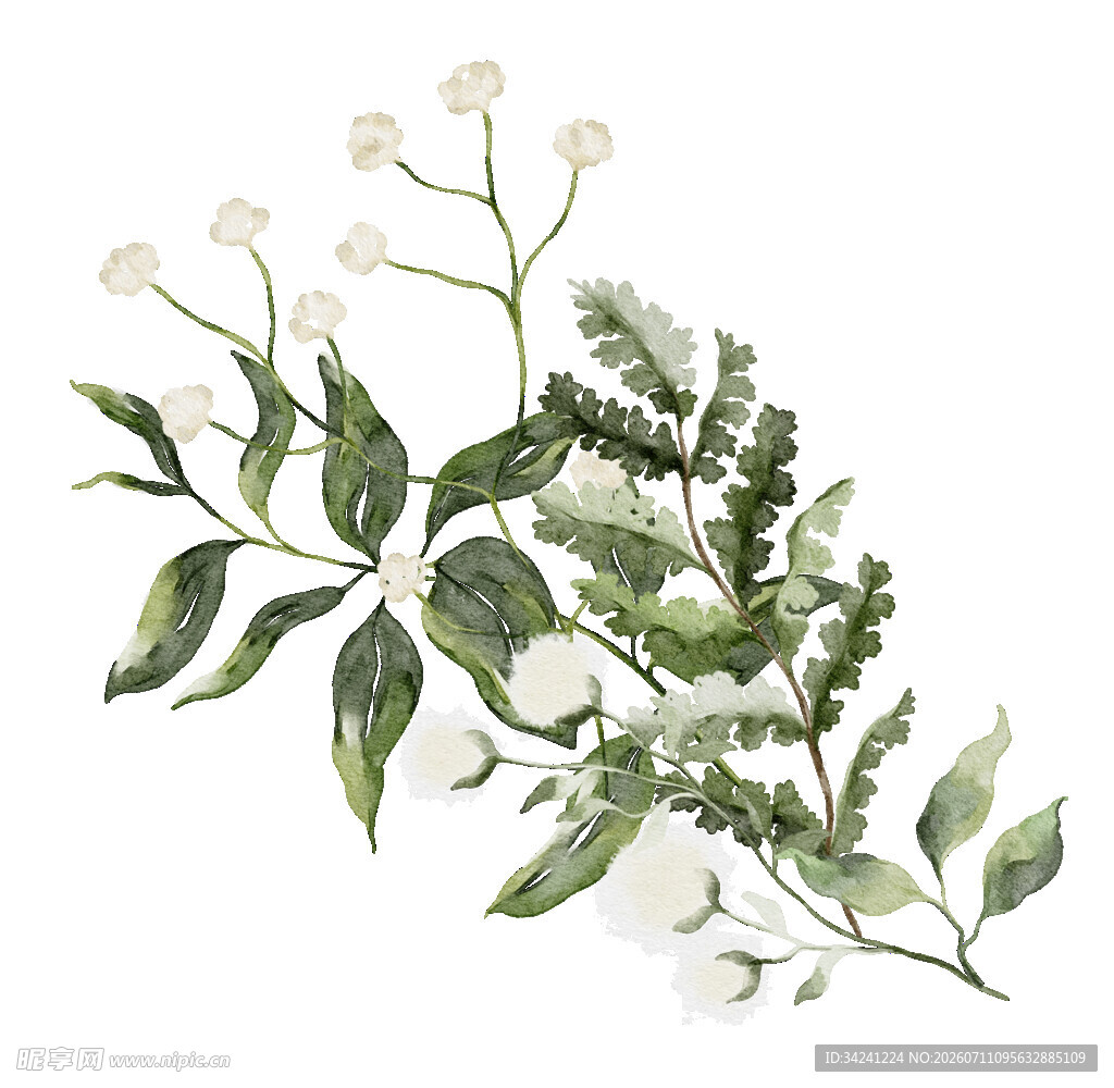 白色花卉绿叶植物组合