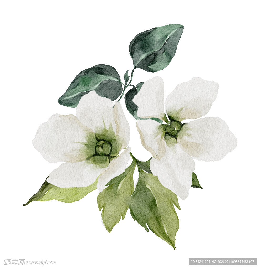 白色花卉水彩插画