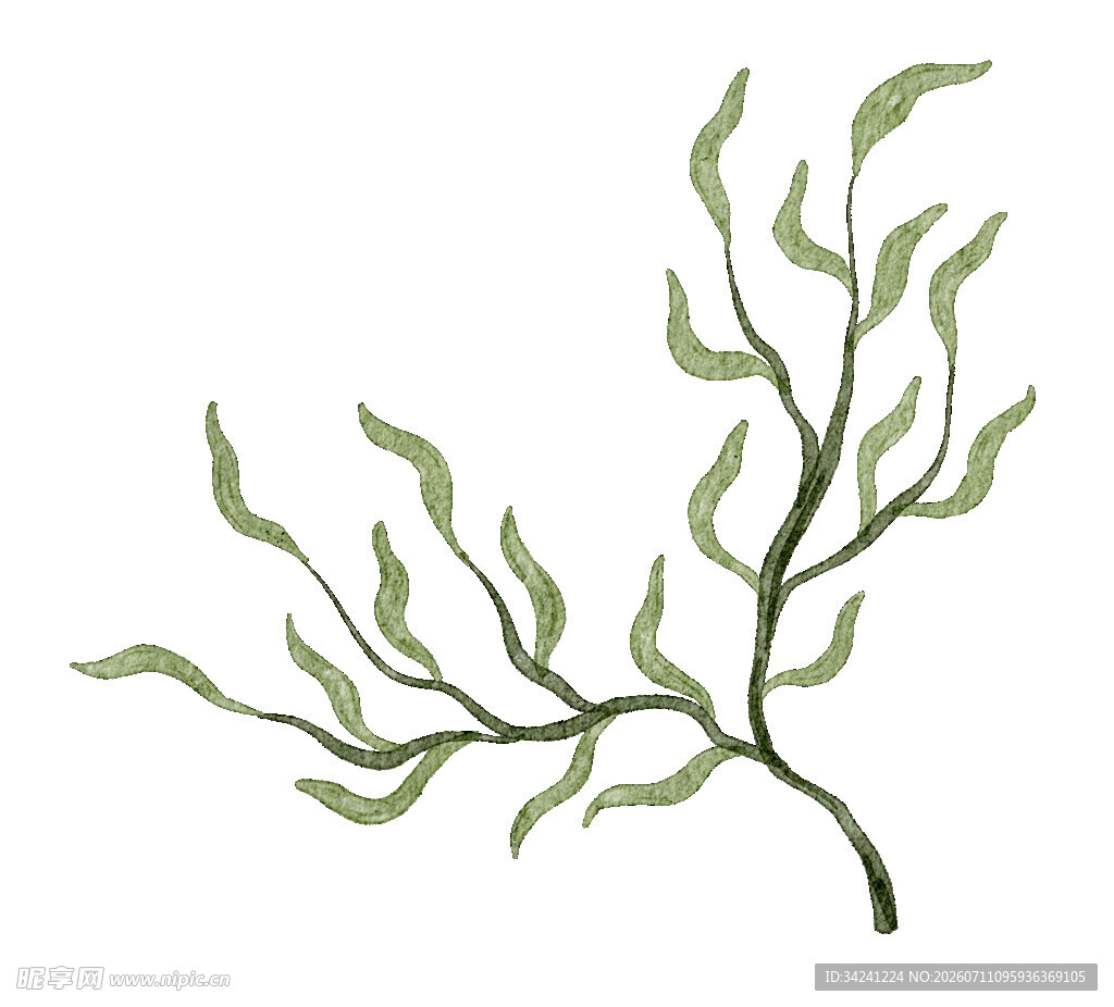 手绘绿色植物枝叶插画