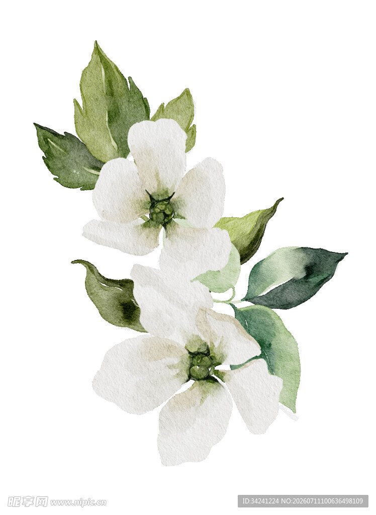 白色花卉水彩插画