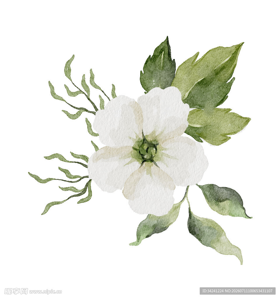 白色花卉水彩插画
