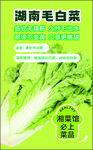湖南毛白菜种子宣传图