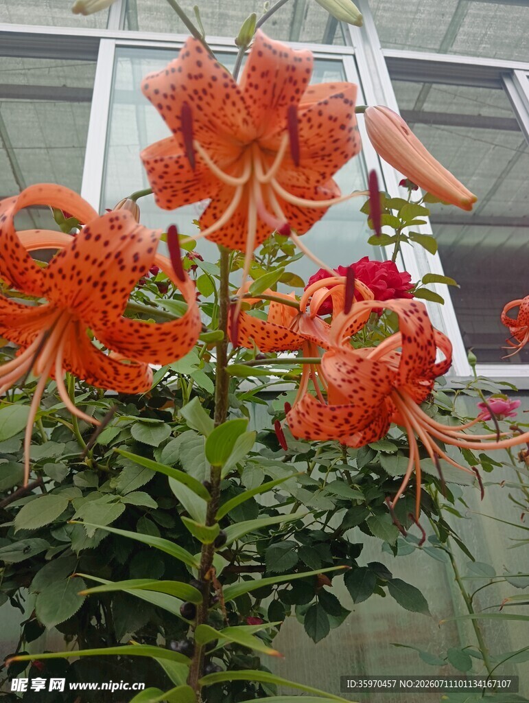 艳丽绽放的红色百合花