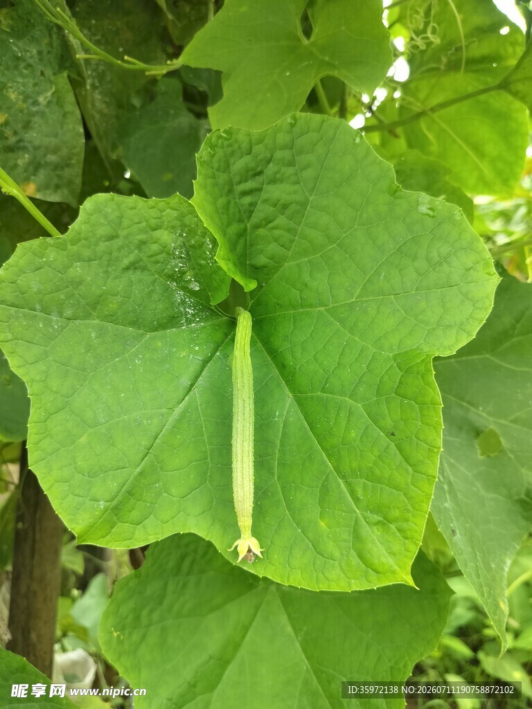 翠绿南瓜叶特写