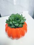 橙色花盆中的翠绿多肉
