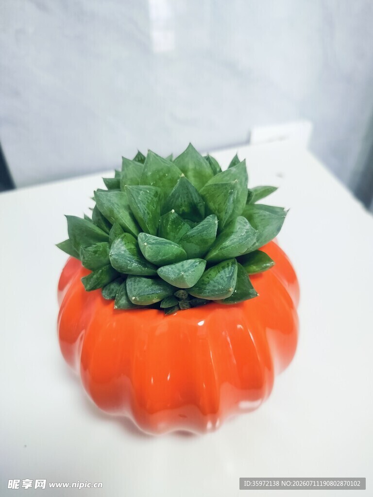 橙色花盆中的翠绿多肉