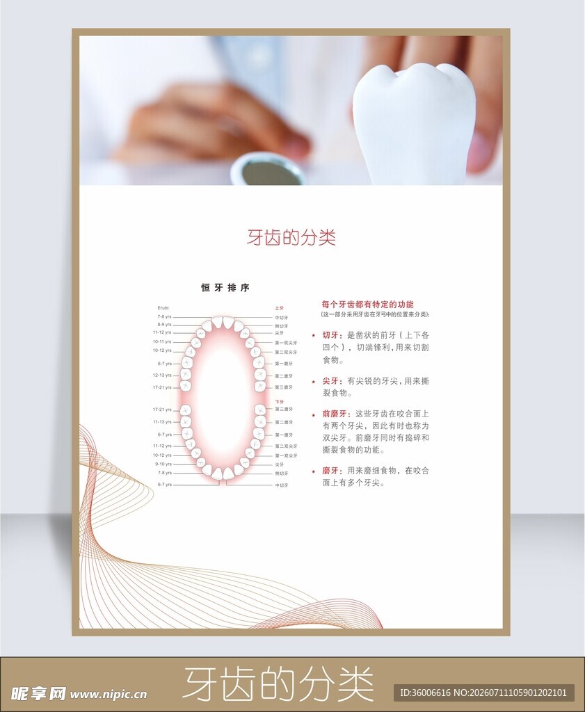 牙齿的分类