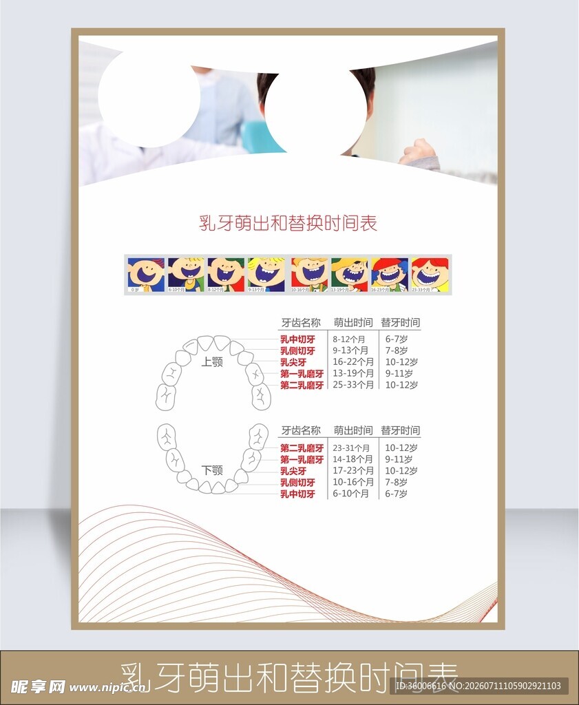 乳牙萌出和替换时间表