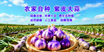 农家自种紫皮大蒜大丰收
