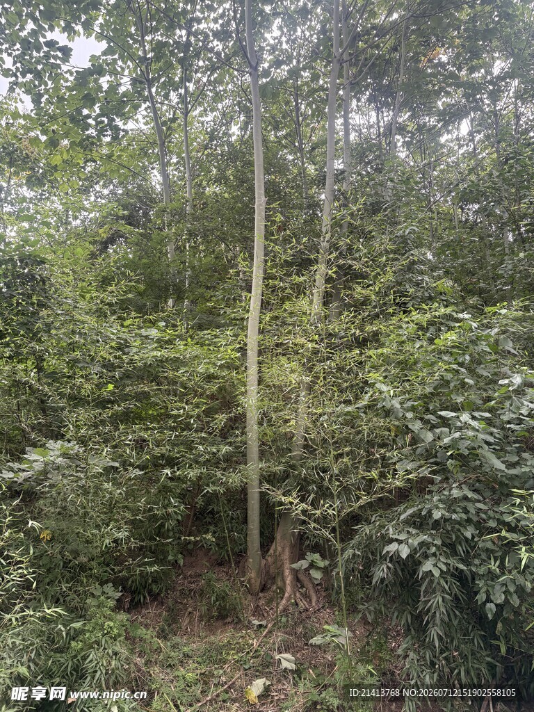 茂密丛林中的挺拔树木