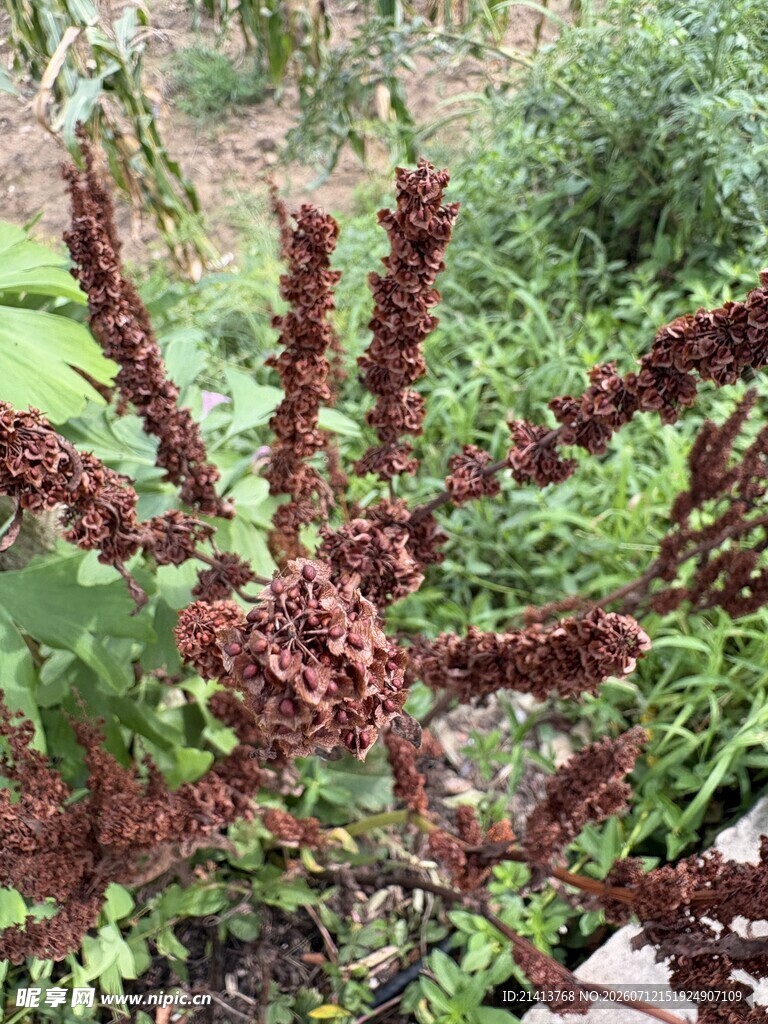 棕红色羽状植物特写