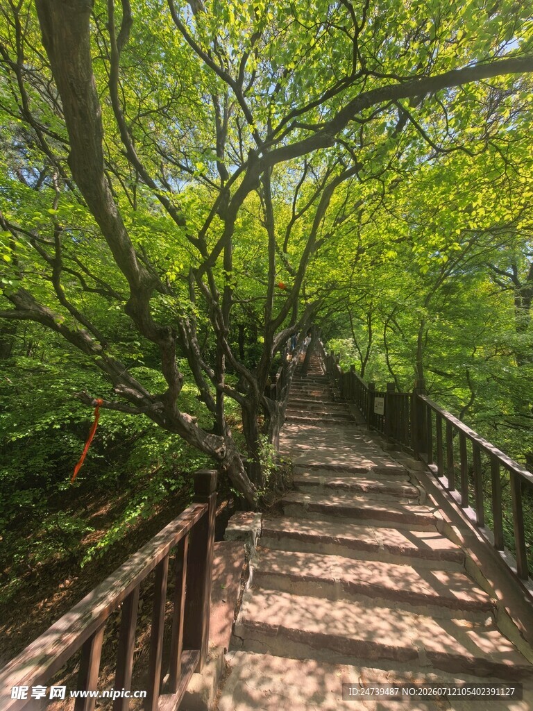 林间木栈道绿意盎然景