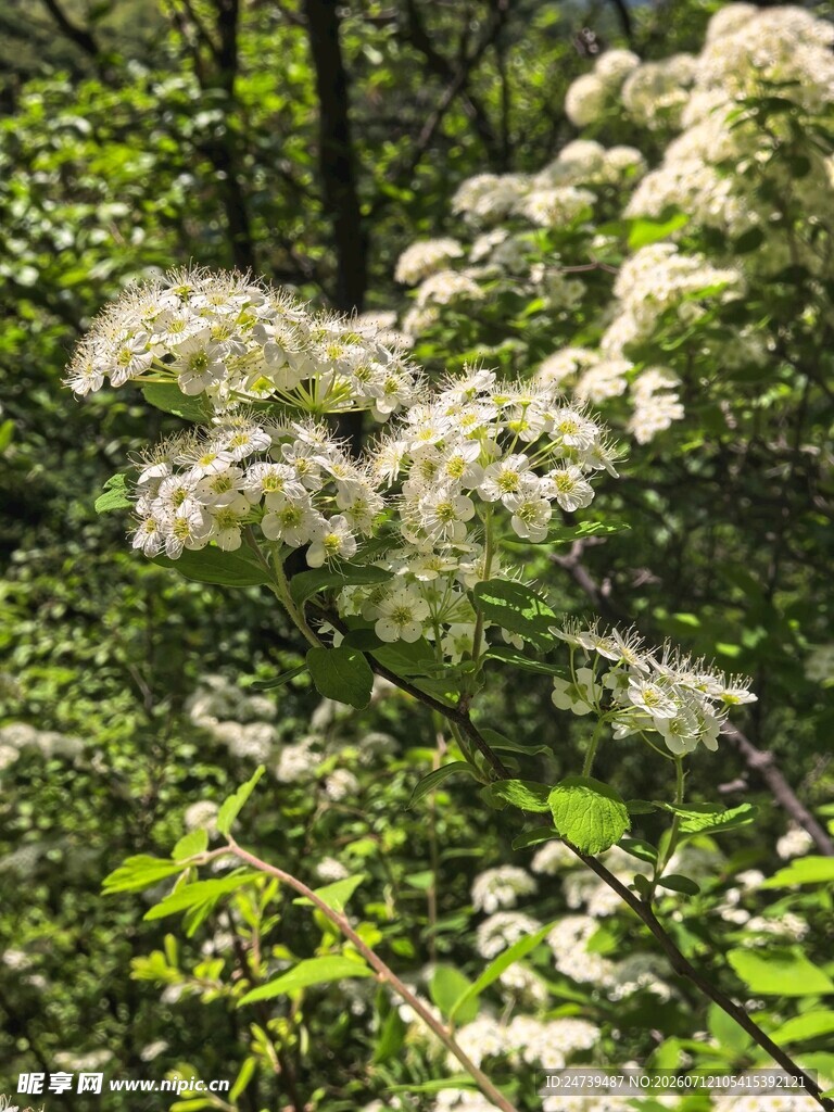 繁茂土庄绣线菊绽放于绿意间