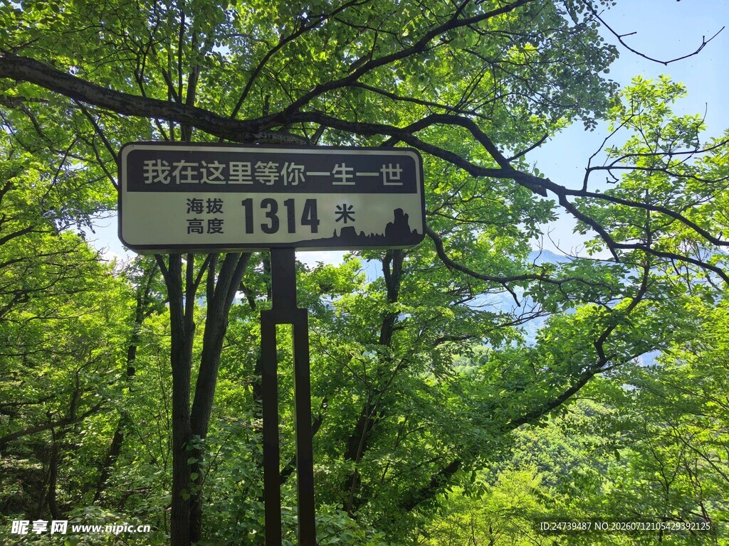 标志立于葱郁树林中