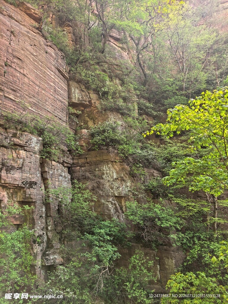 山间峭壁绿植景观