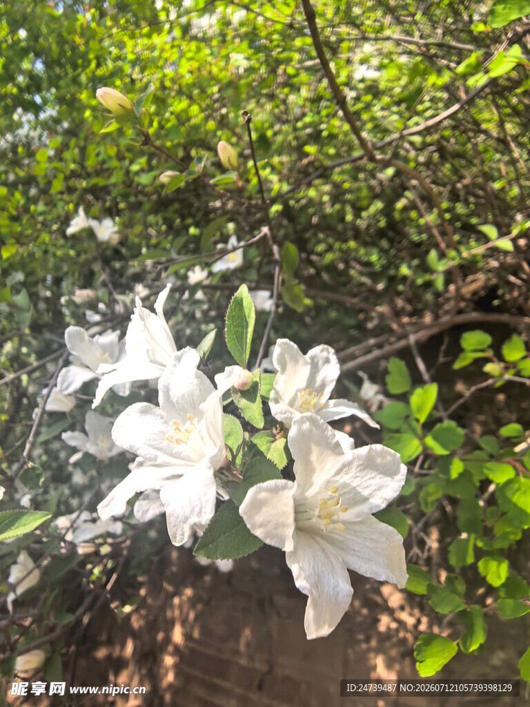 洁白栀子花绽放于绿叶间
