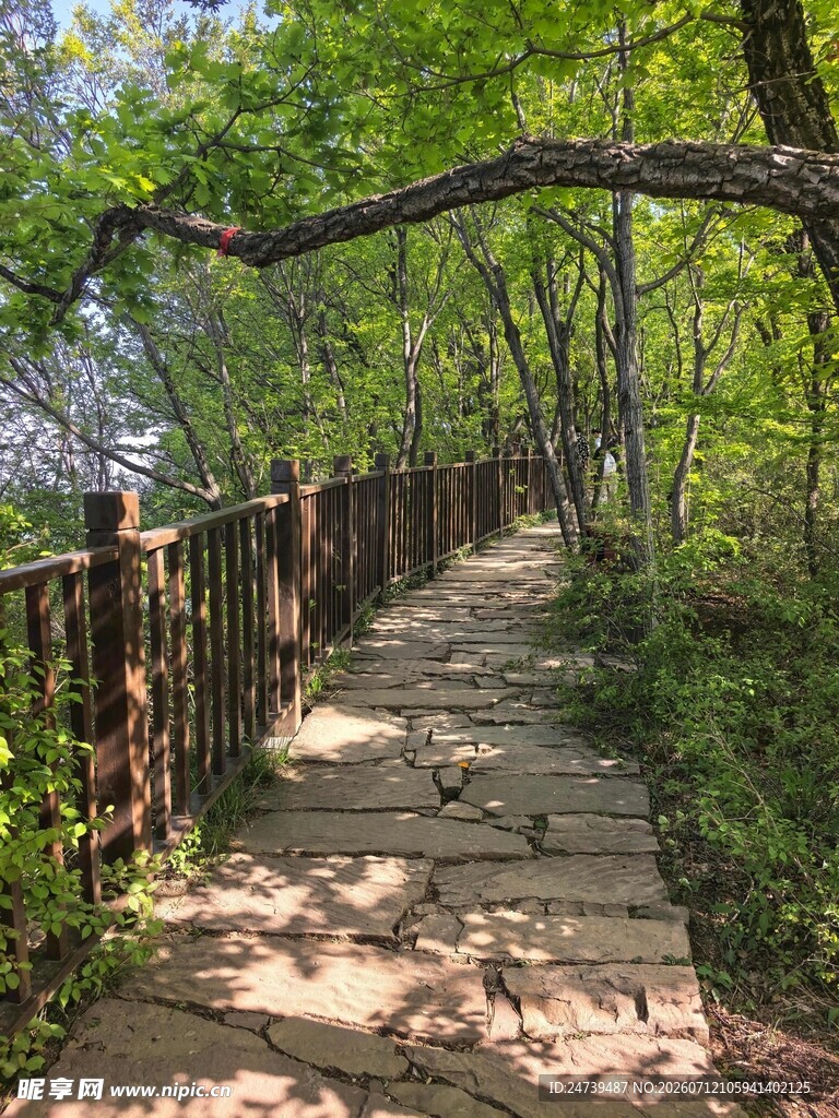 林间木栈道漫步自然间