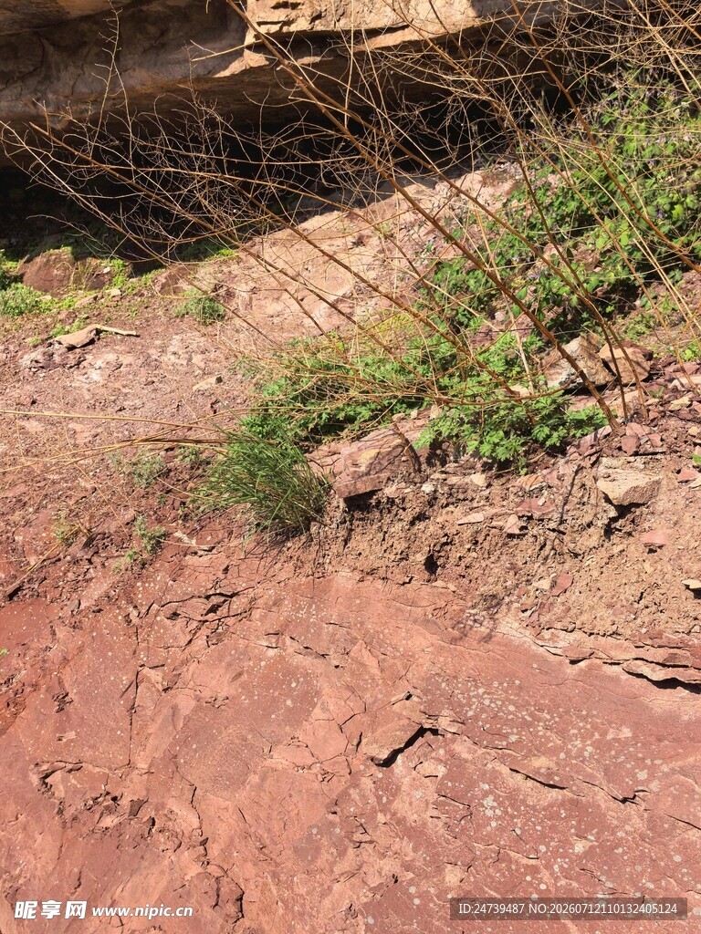 红褐色土地上的绿色植物
