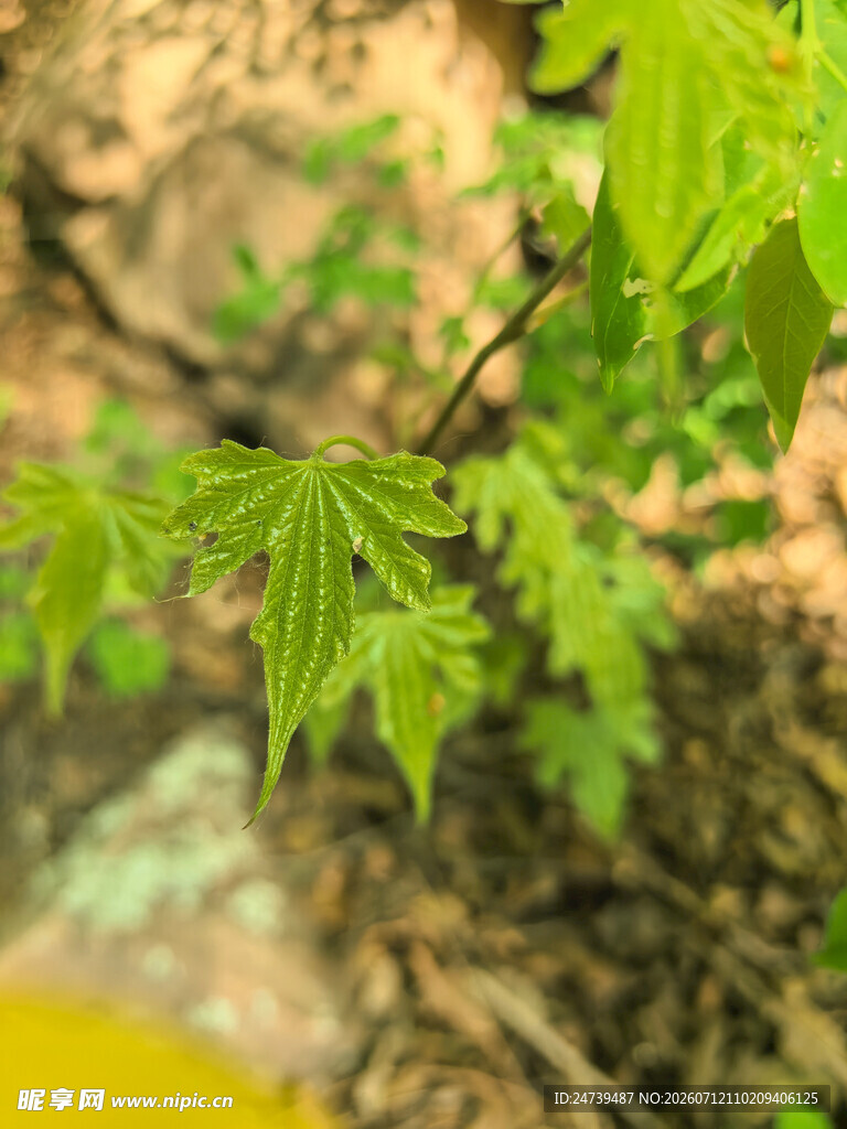 嫩绿枝叶展现自然生机