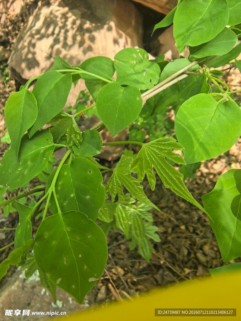 嫩绿植物生机勃勃