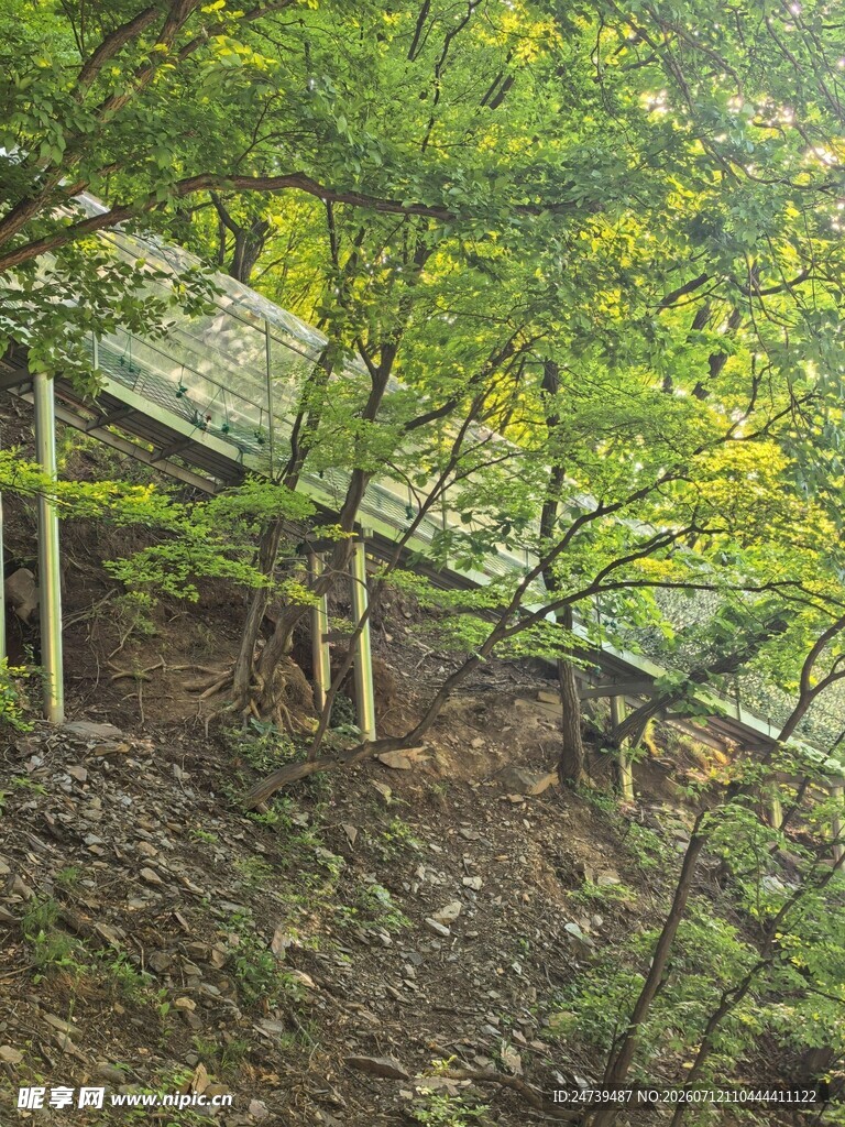 绿意盎然的山间透明栈道