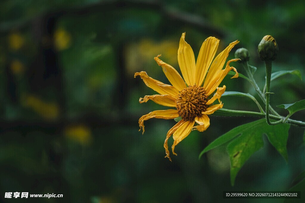 黄色菊花