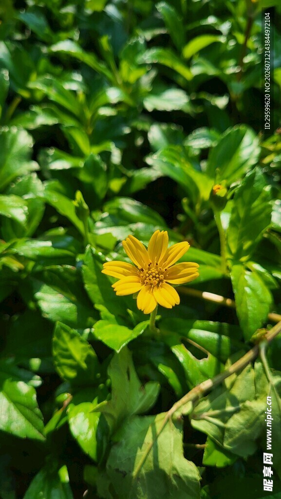 绿叶丛中的黄色小菊花
