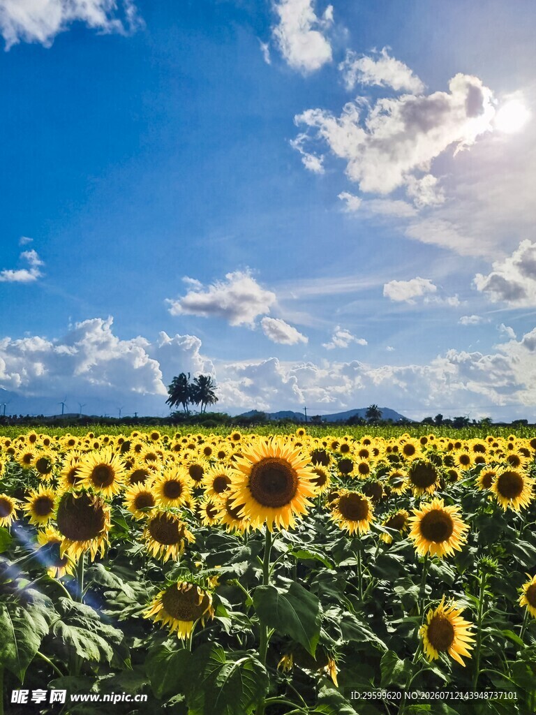 向日葵花海阳光灿烂风景