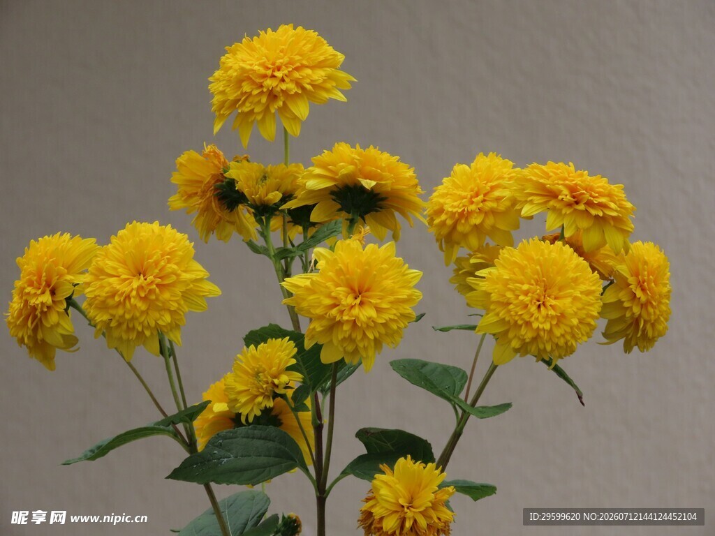 黄色菊花绽放生机