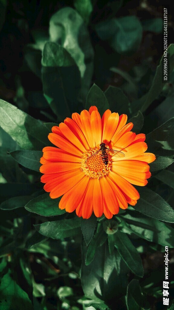 橙色金盏花绽放