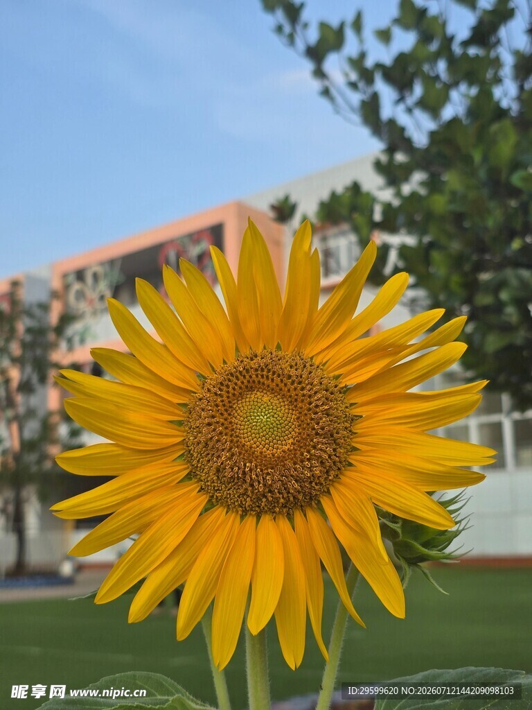 阳光下绽放的灿烂向日葵