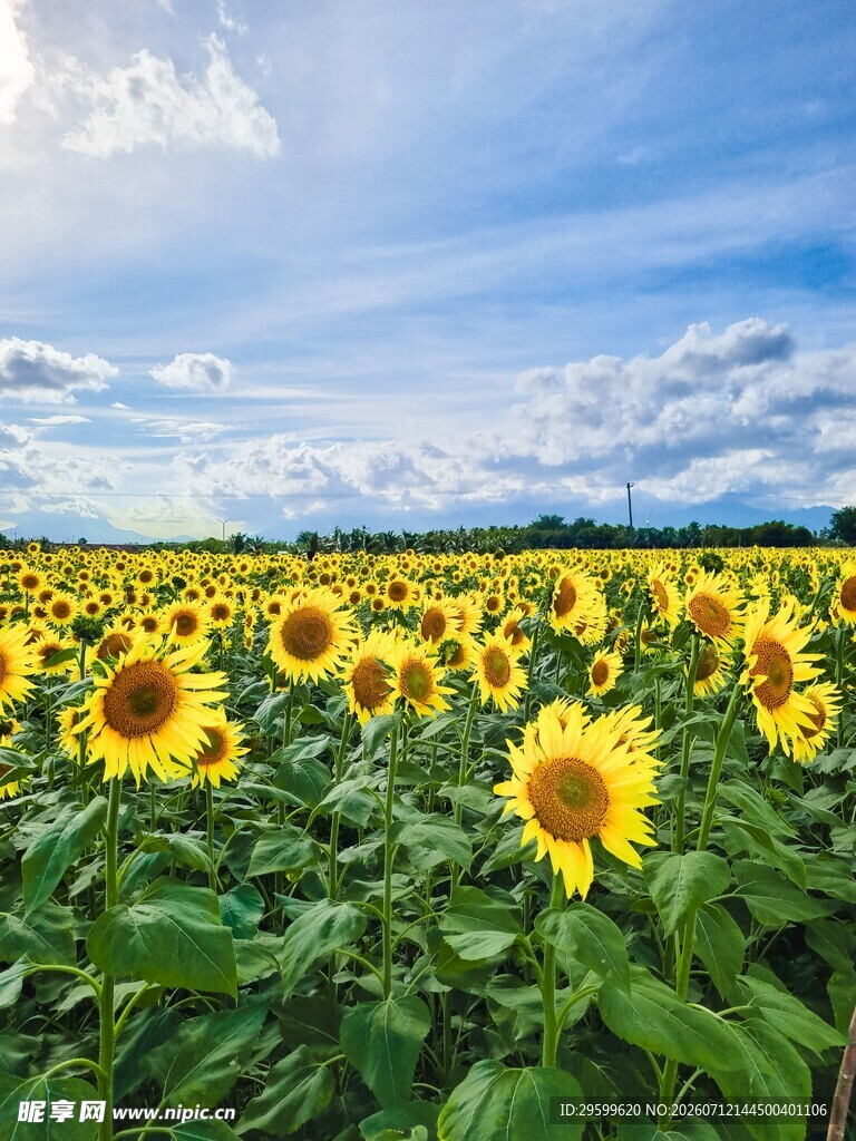向日葵花海 