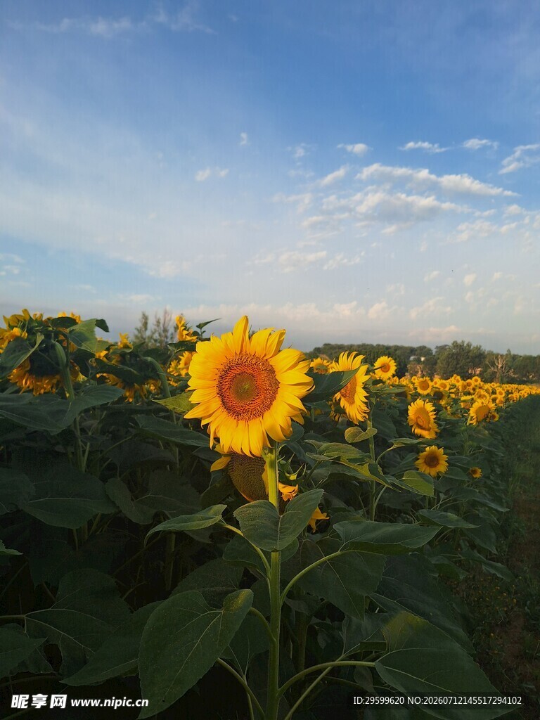 向日葵花海 