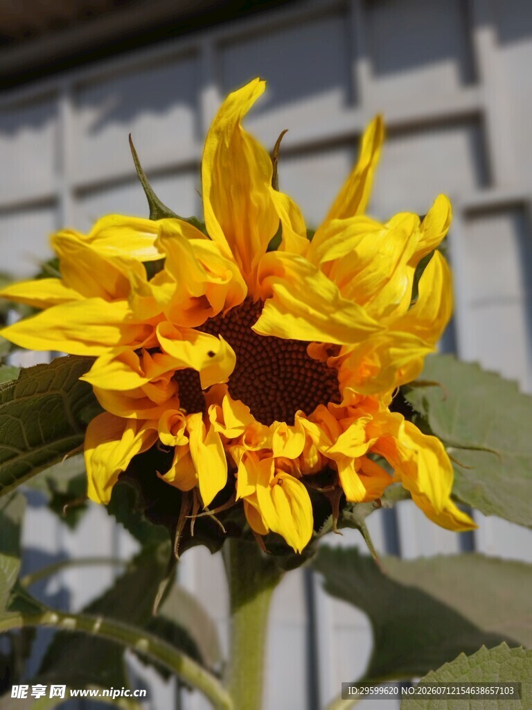 绽放的向日葵