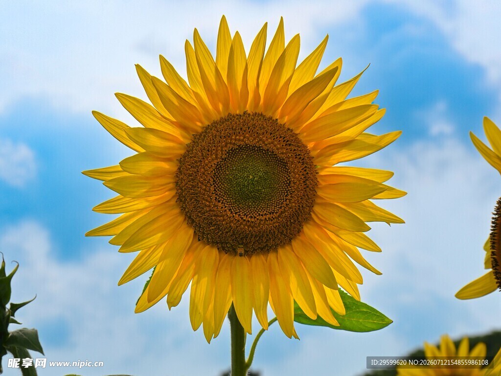 阳光下的灿烂向日葵
