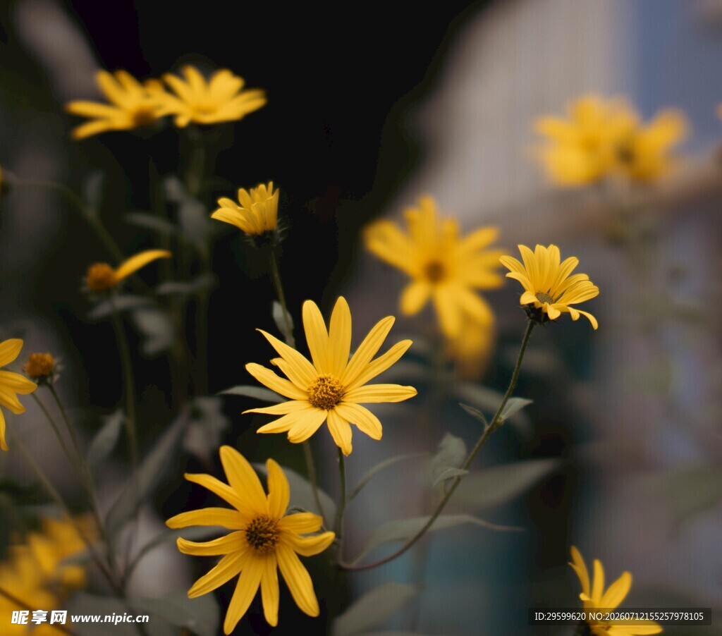 绽放的菊花
