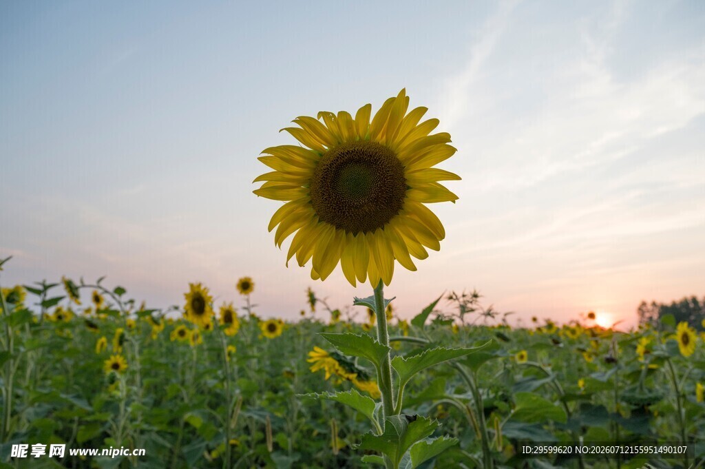 夕阳下的向日葵花田