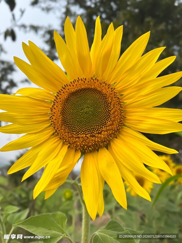 绽放的向日葵
