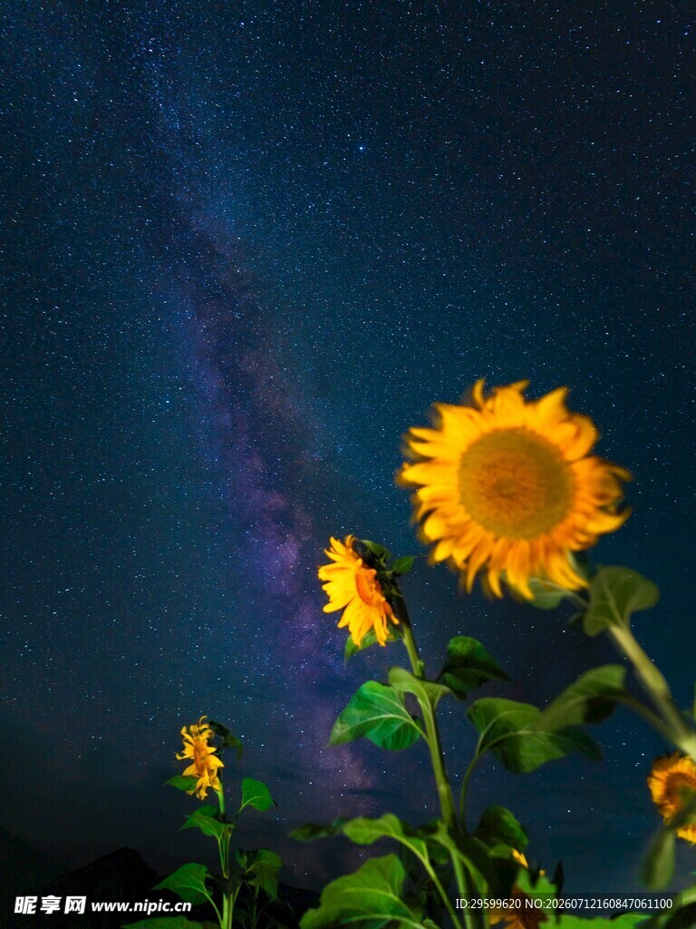 星空下的向日葵