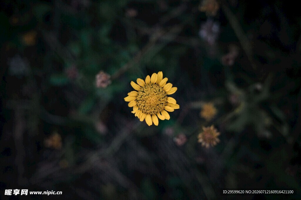  黄色菊花