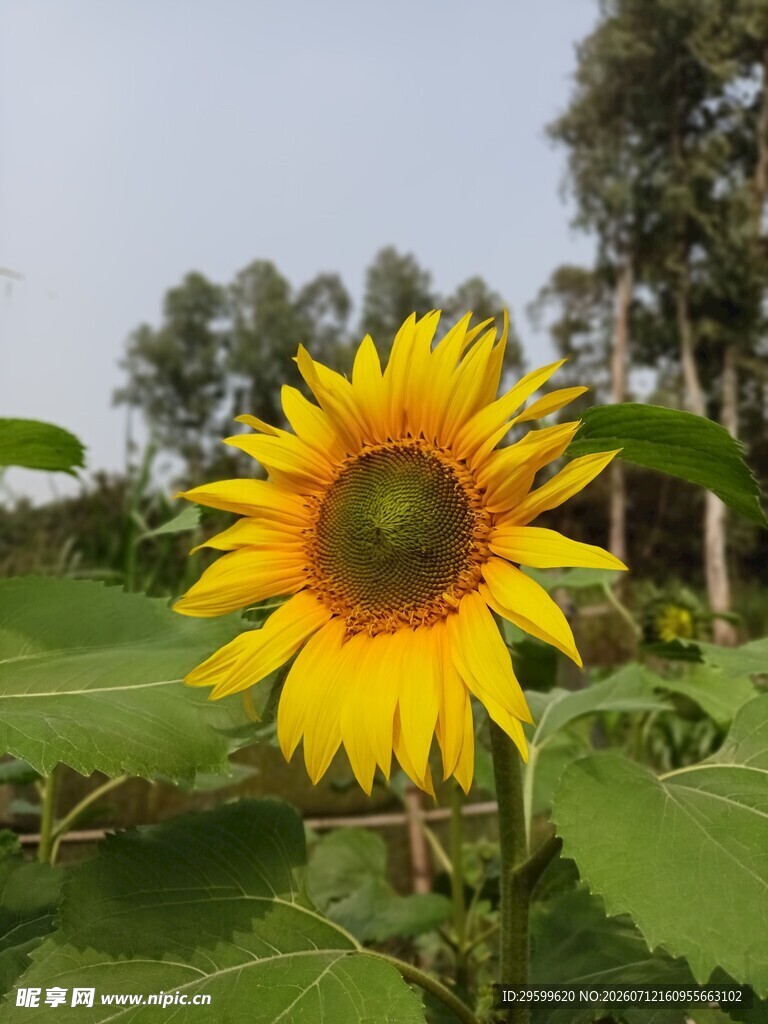 绽放的向日葵