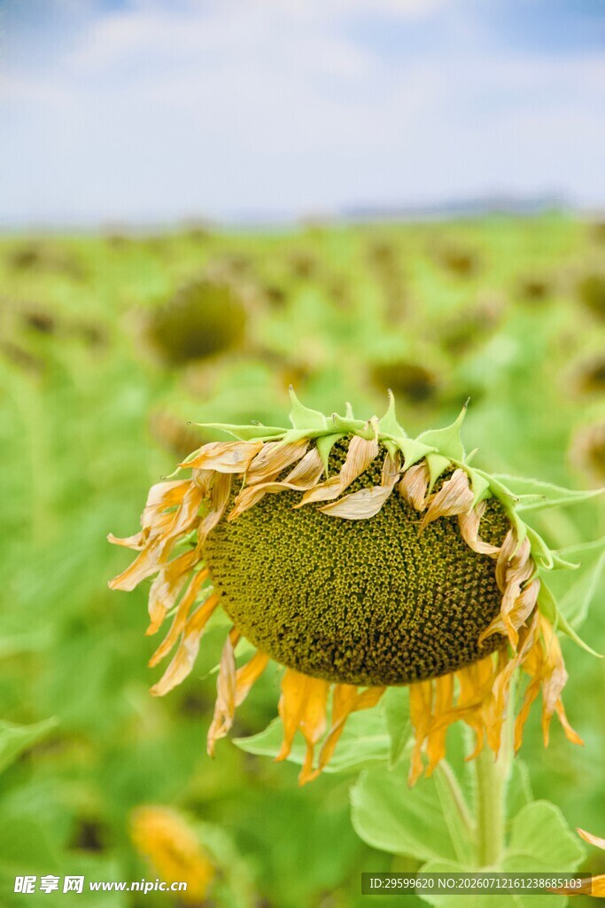 枯萎向日葵于繁茂花田