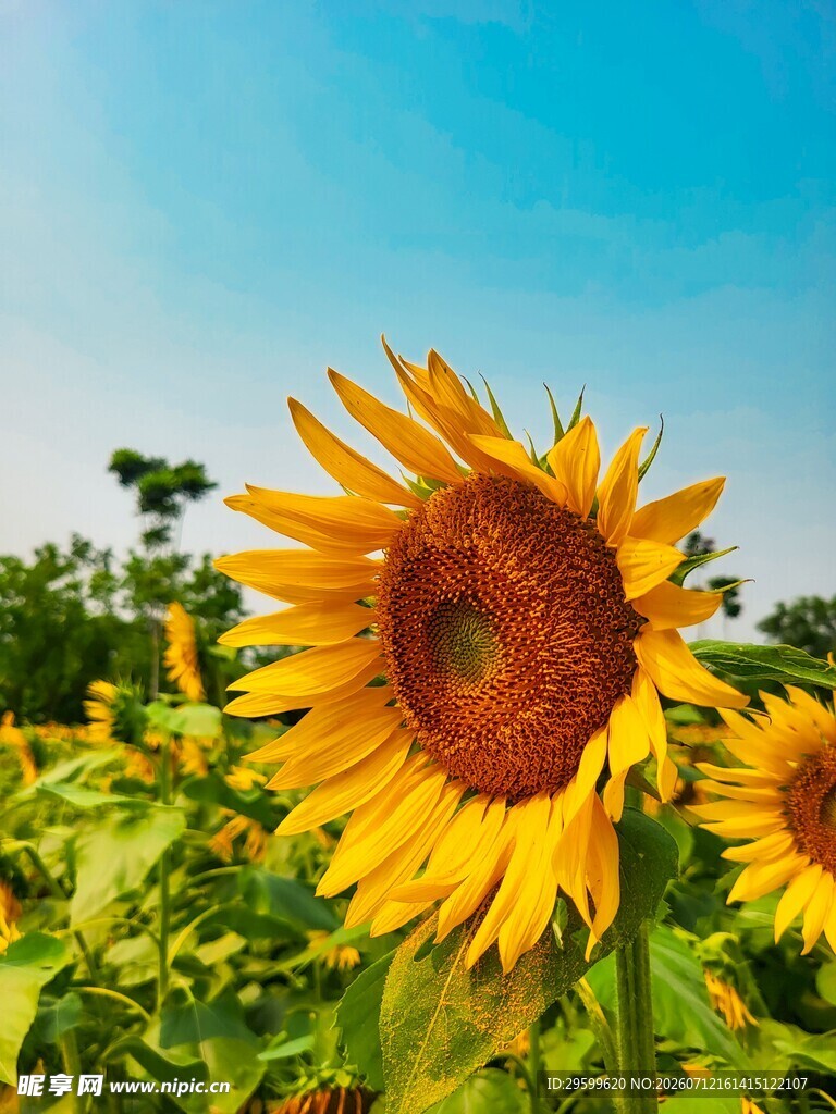 灿烂向日葵绽放于田野