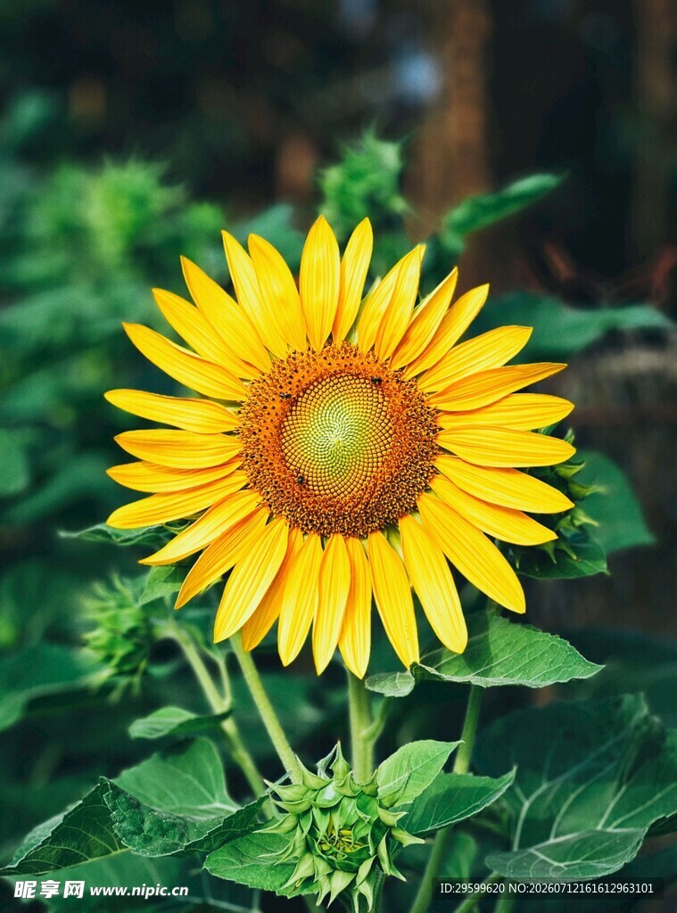 绽放的向日葵