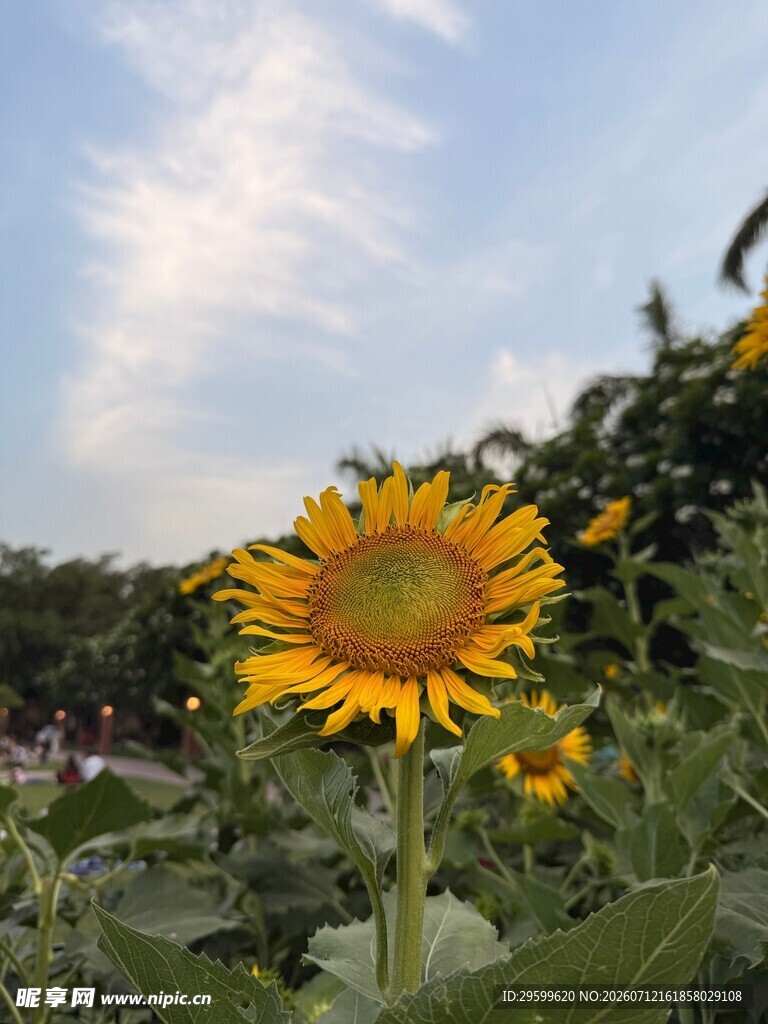 阳光下的灿烂向日葵