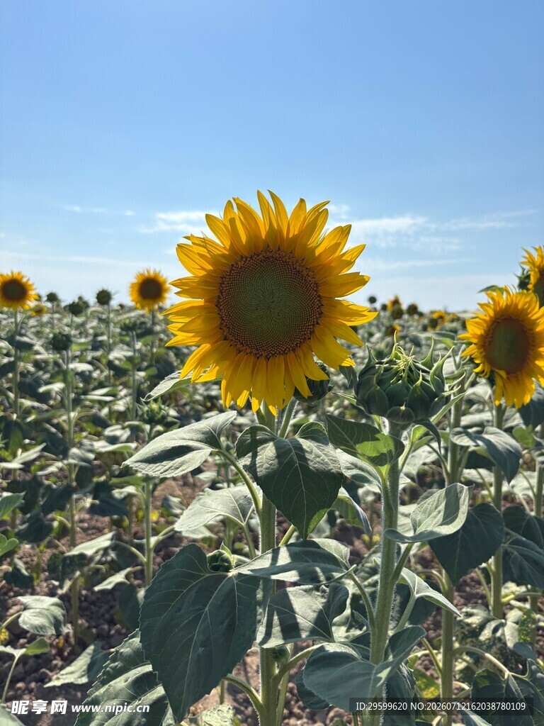 向日葵花海阳光灿烂绽放